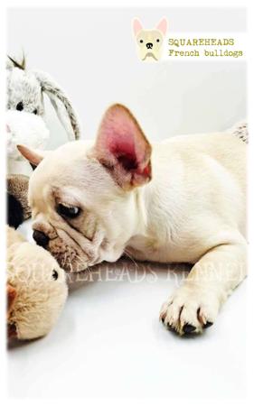 French Bulldog for sale by SQUAREHEADS