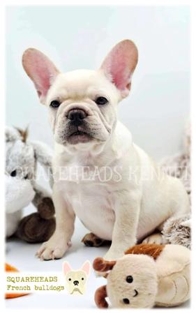 French Bulldog for sale by SQUAREHEADS