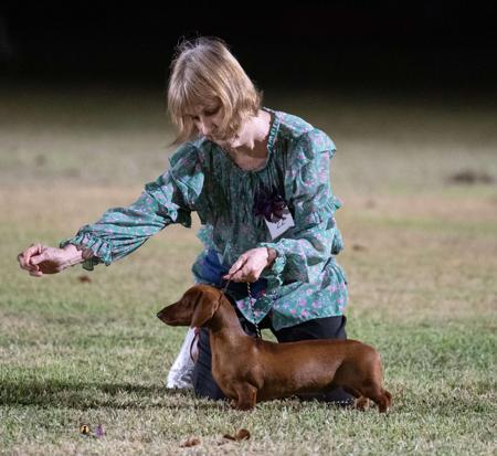Almarjo Tywin at Langtally Dachshund (Miniature Smooth Haired)