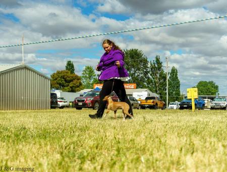 Italian Greyhound for sale by DREAMHEAVEN1998