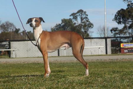 Italian Greyhound for sale by CASSUN