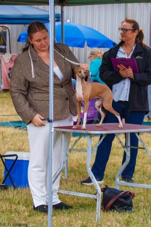 Italian Greyhound for sale by CASSUN