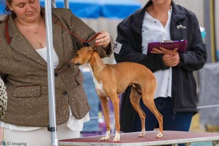 Italian Greyhound for sale by CASSUN