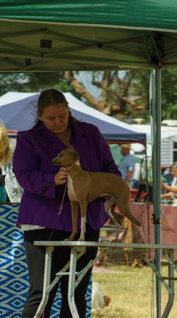 Italian Greyhound for sale by CASSUN