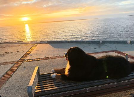 Bernese Mountain Dog for sale by MONBERN