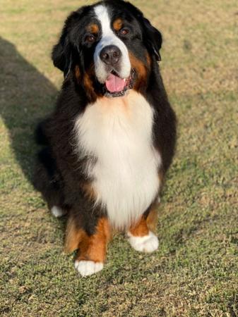Bernese Mountain Dog for sale by MONIQUEGABRIELLA250