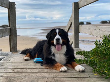 Bernese Mountain Dog for sale by MONBERN