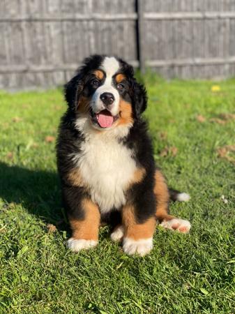Bernese Mountain Dog for sale by MONBERN