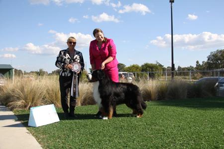 Bernese Mountain Dog for sale by MONBERN