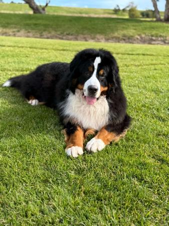 Bernese Mountain Dog for sale by MONBERN