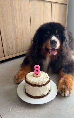 Bernese Mountain Dog for sale by MONBERN