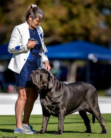 Neapolitan Mastiff for sale by VIVIANVELJACICH