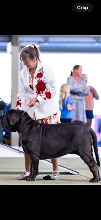 Neapolitan Mastiff for sale by NEAWEST