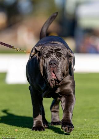 Neapolitan Mastiff for sale by NEAWEST