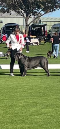 Neapolitan Mastiff for sale by NEAWEST