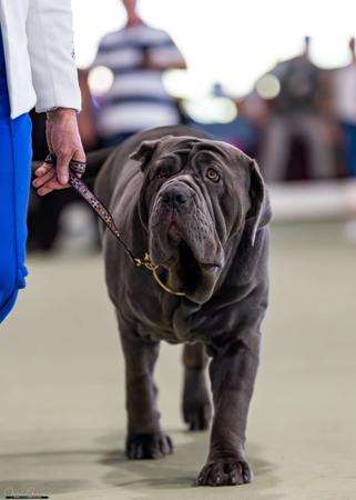 Neapolitan Mastiff for sale by NEAWEST