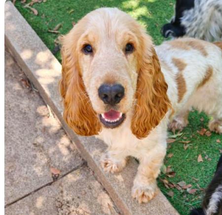 Cocker Spaniel puppy for sale by DAVIESB7496