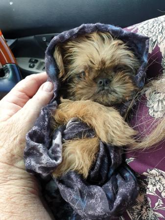 Griffon Bruxellois for sale by BELLEROUX