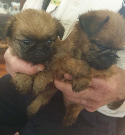 Griffon Bruxellois for sale by BELLEROUX