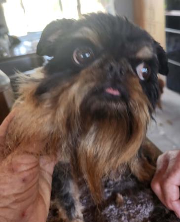 Griffon Bruxellois for sale by BELLEROUX