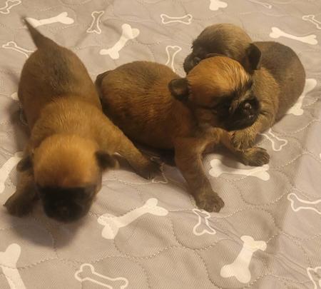 Griffon Bruxellois puppy for sale by BELLEROUX