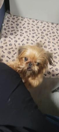 Griffon Bruxellois dog for sale by BELLEROUX