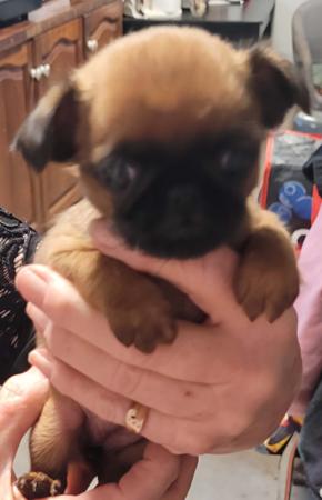 Griffon Bruxellois puppy for sale by BELLEROUX