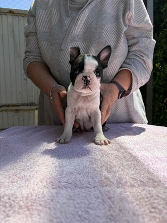Boston Terrier for sale by TELIQUA