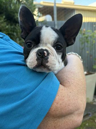 Boston Terrier for sale by TELIQUA