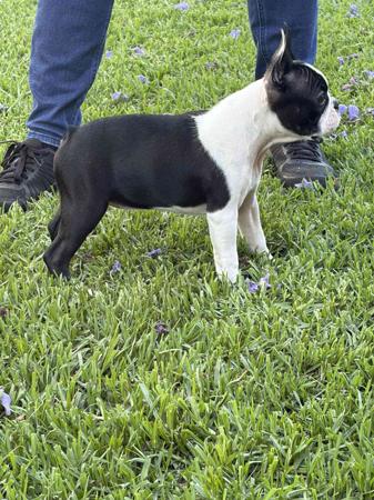 Boston Terrier for sale by TELIQUAKENNELS