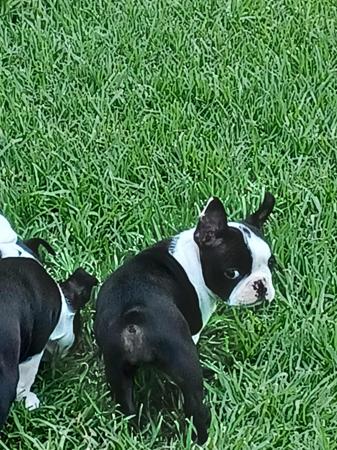 Boston Terrier for sale by TELIQUA