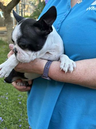 Boston Terrier for sale by TELIQUA