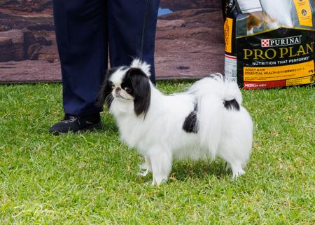 Japanese Chin for sale by FROSTQUEEN