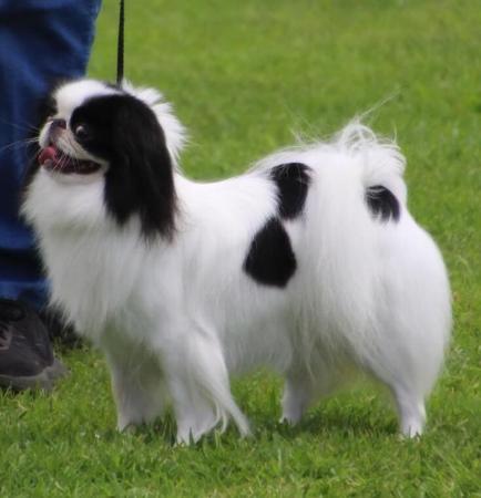 Japanese Chin for sale by FROSTQUEEN
