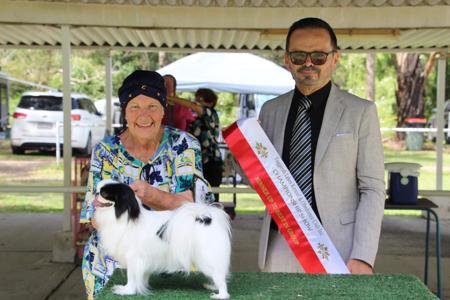 Japanese Chin for sale by FROSTQUEEN