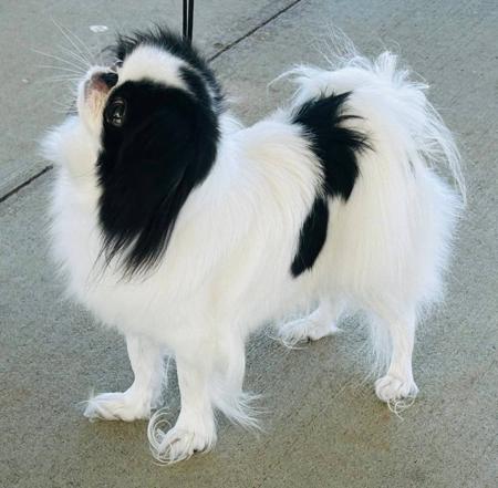 Japanese Chin for sale by FROSTQUEEN