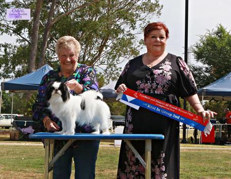 Japanese Chin for sale by FROSTQUEEN