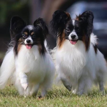 Papillon for sale by BRENJANEE