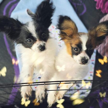 Papillon for sale by BRENJANEE