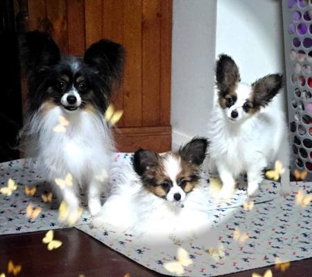 Papillon for sale by BRENJANEE