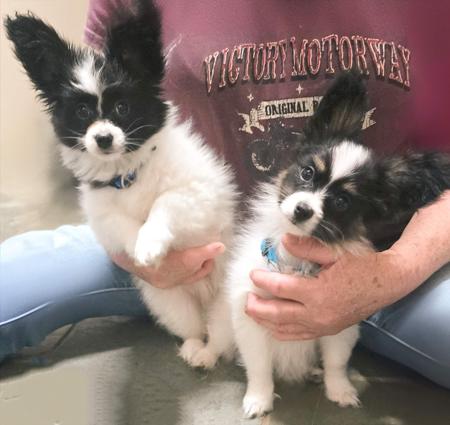 Papillon for sale by BRENJANEE