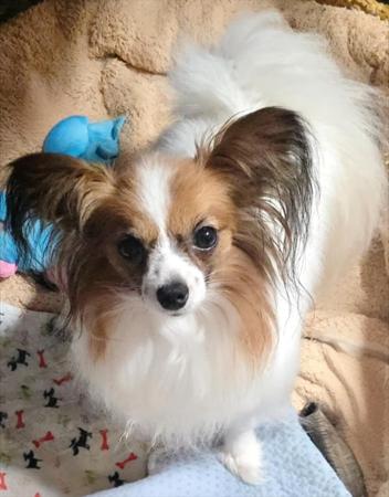 Papillon puppy for sale by BRENJANEE