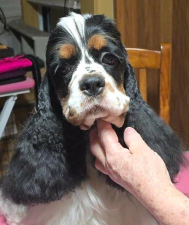 Cocker Spaniel (American) puppy for sale by BRENJANEE