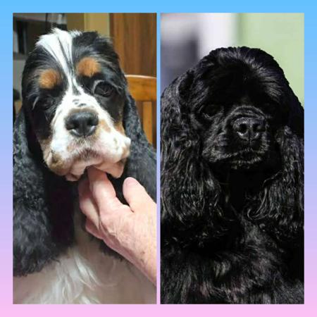 Cocker Spaniel (American) dog for sale by BRENJANEE