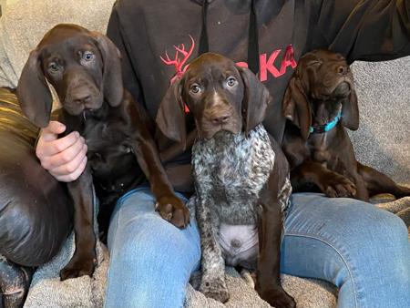 German Shorthaired Pointer for sale by ABDRUCKEN