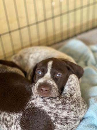 German Shorthaired Pointer for sale by ABDRUCKEN