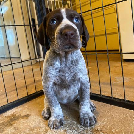 German Shorthaired Pointer for sale by ABDRUCKEN
