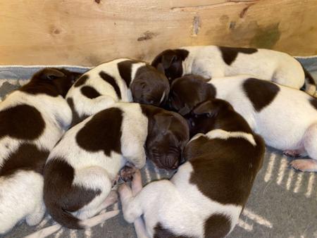 German Shorthaired Pointer for sale by ABDRUCKEN