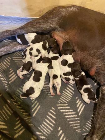 German Shorthaired Pointer for sale by ABDRUCKEN