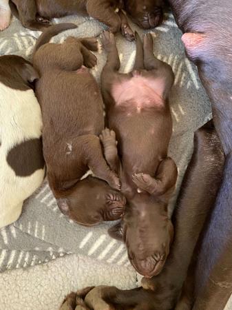 German Shorthaired Pointer for sale by ABDRUCKEN